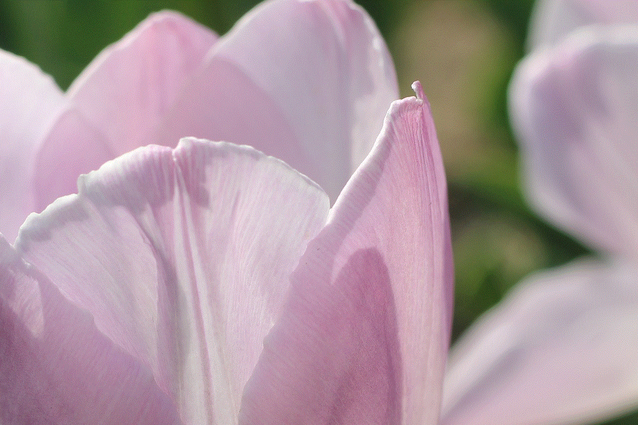 Tulips Pink Tulips