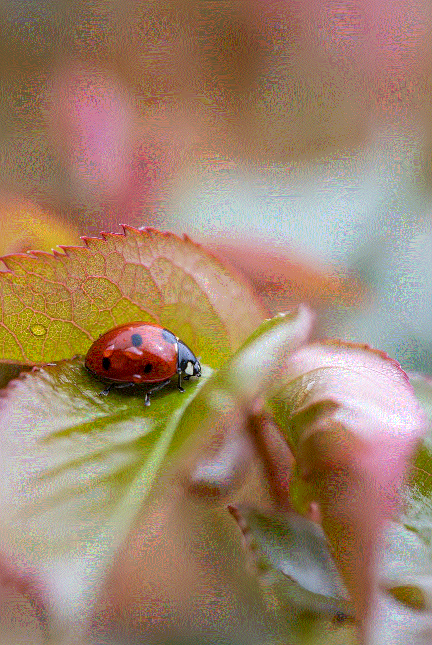 Insect Ladybug