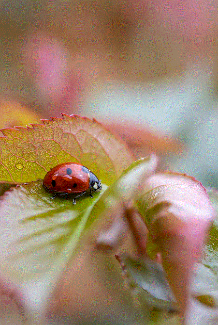 Insect Ladybug Insect Ladybug