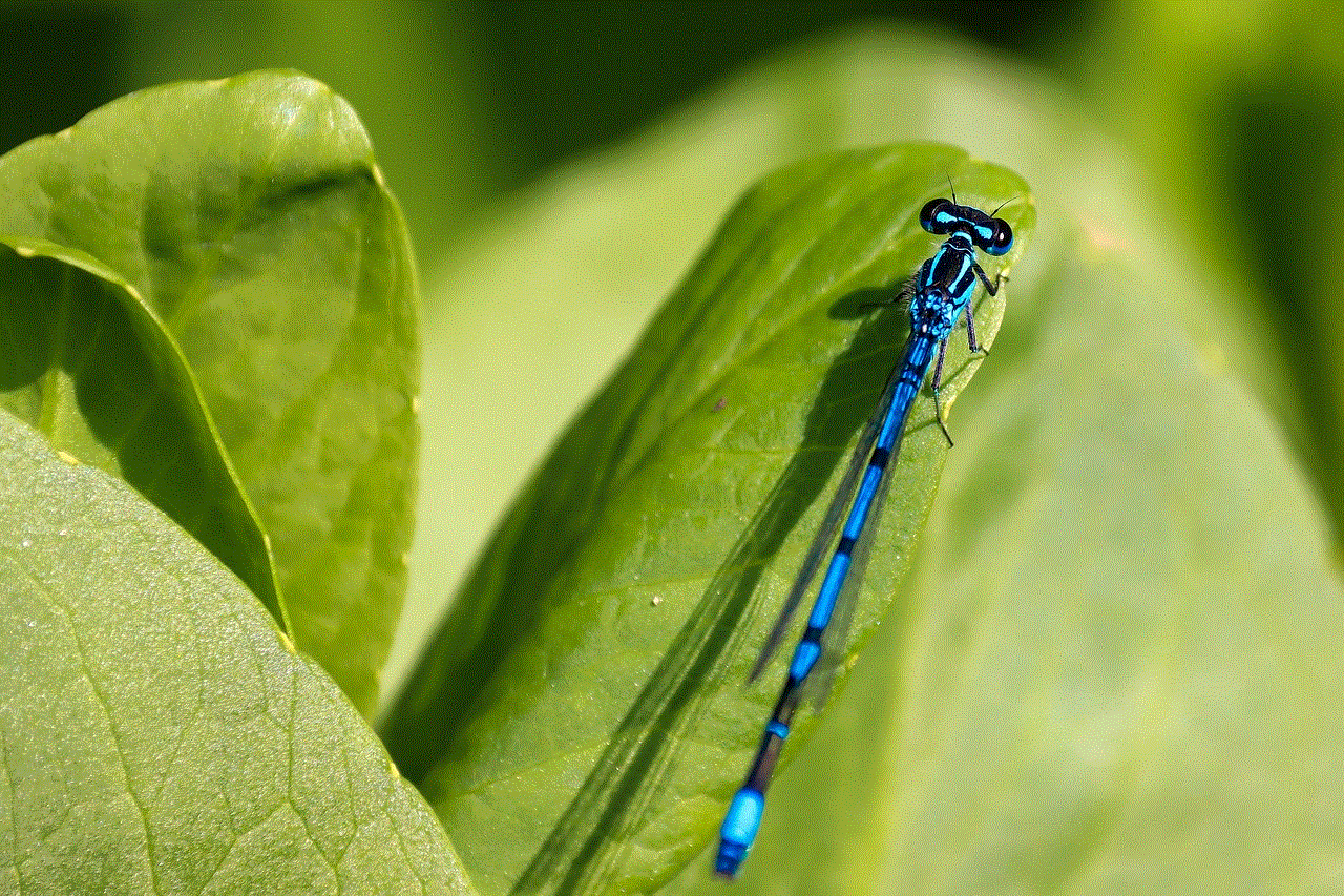 Dragonfly Insect