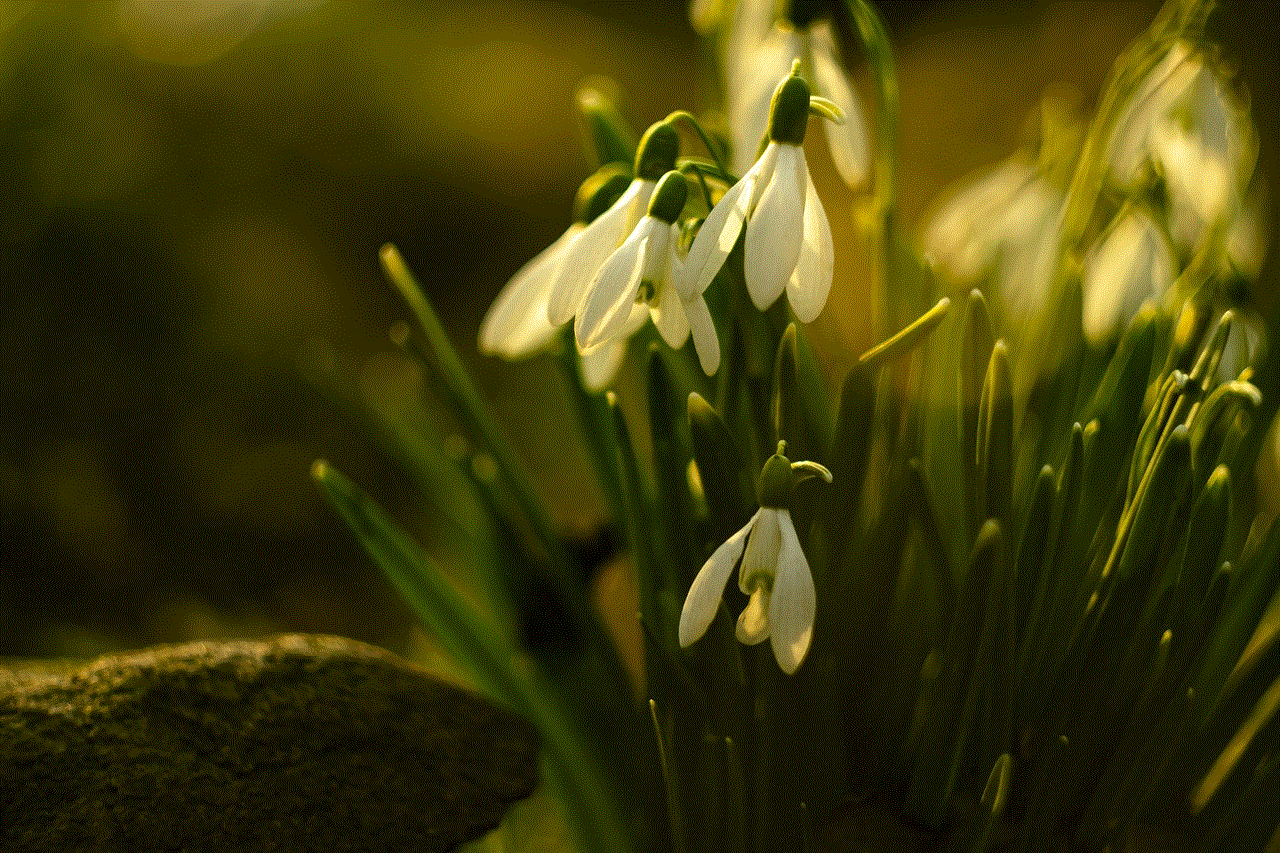 Snowdrop Flowers