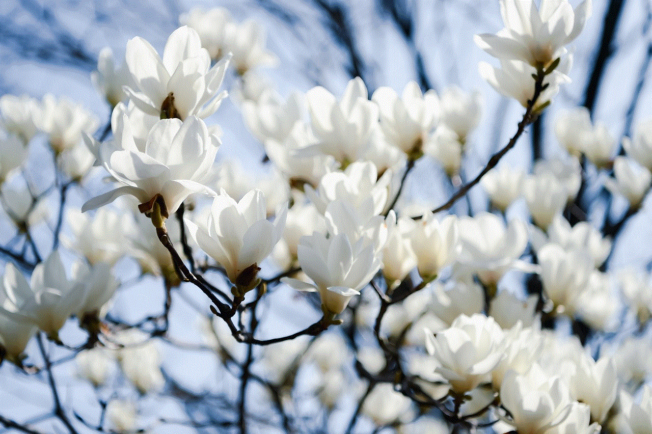 Flowers Magnolia Flowers Magnolia