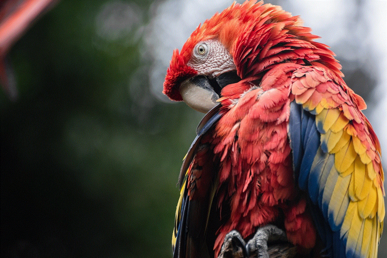 Macaw Parrot Macaw Parrot