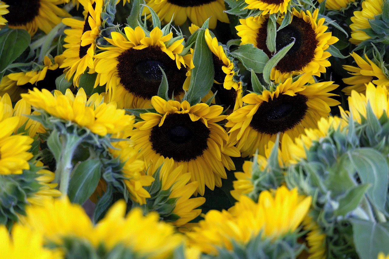 Sunflowers Flowers