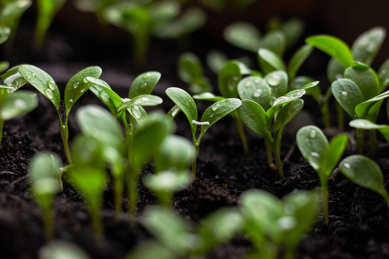Seedlings Soil Seedlings Soil