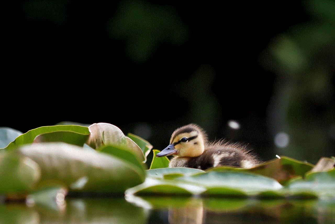 Duckling Bird