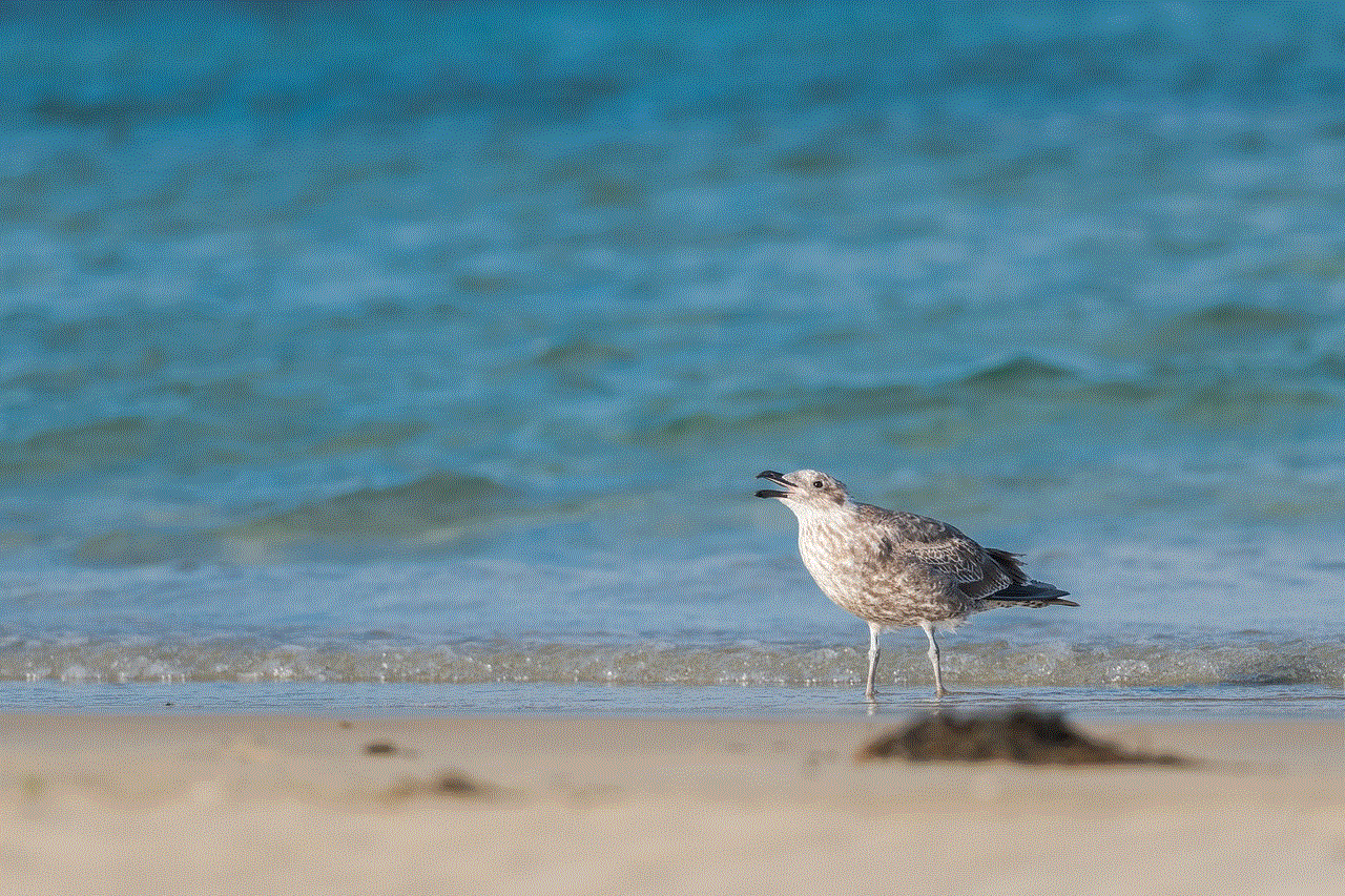 Pacific Gull Bird