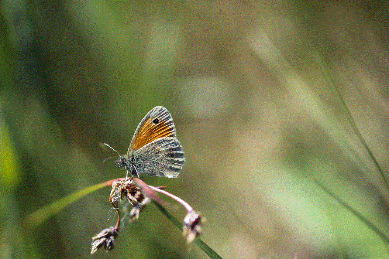 Butterfly Insect