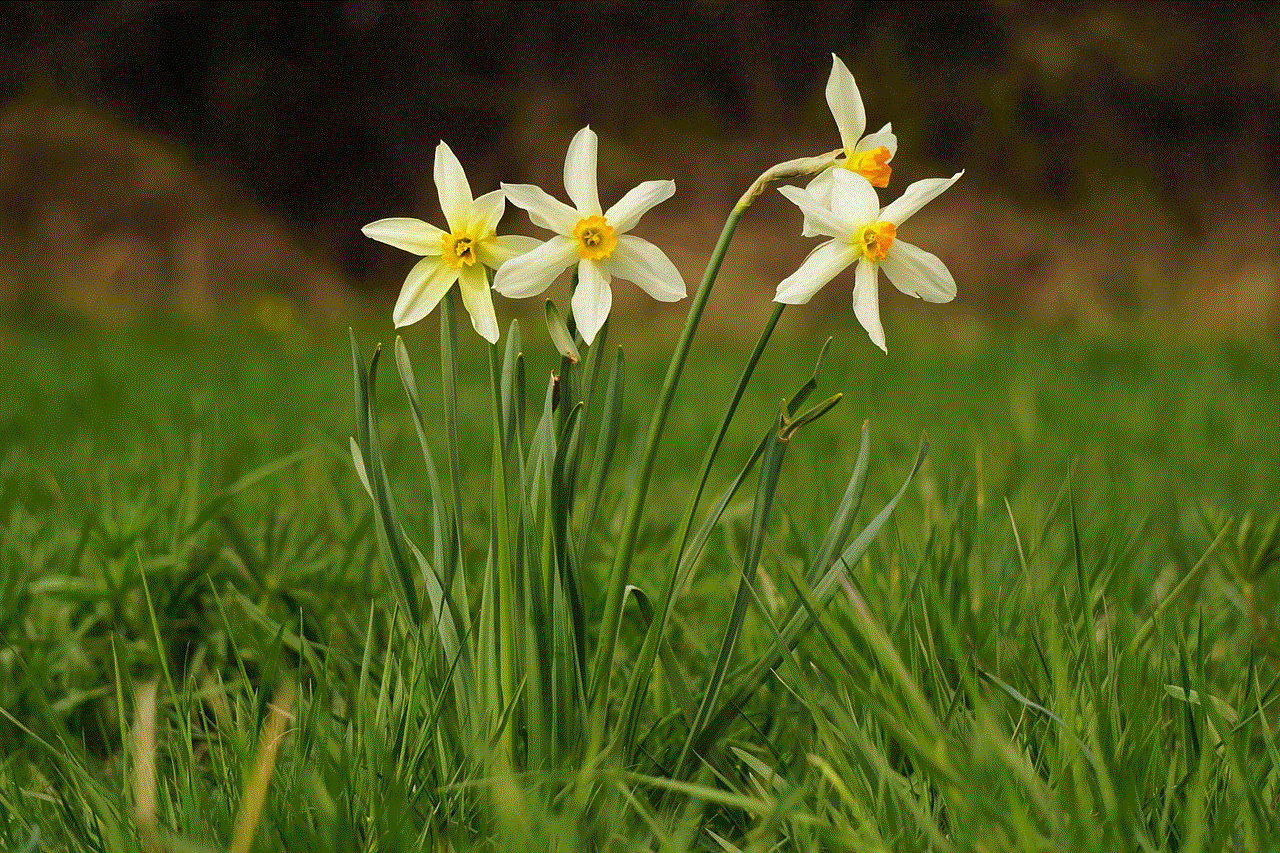 Flowers Daffodils