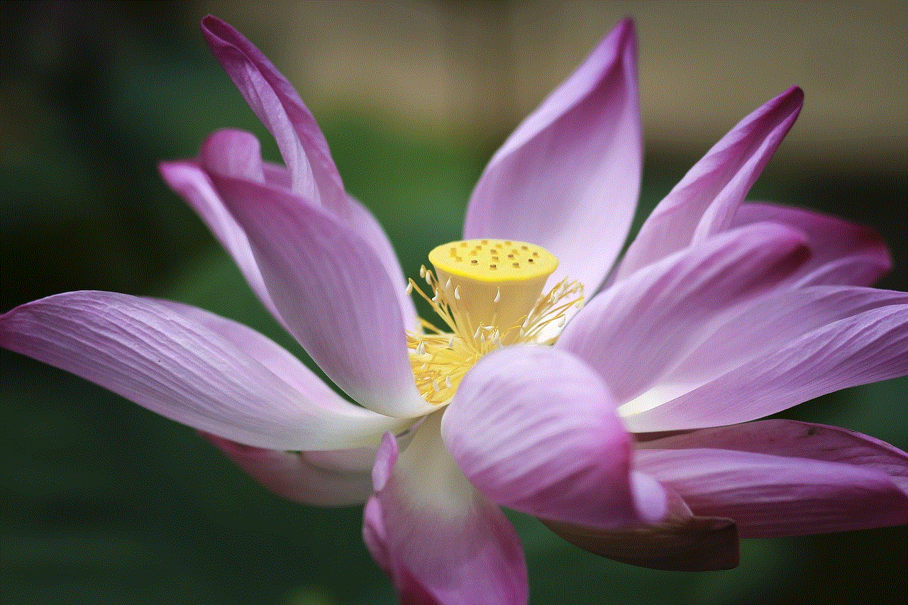 Lotus Water Lily