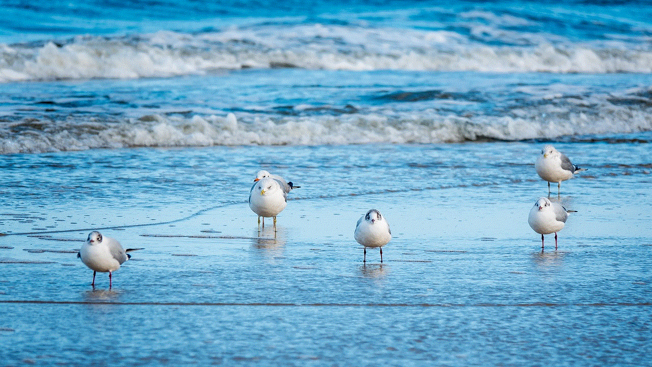 Seagulls Baltic Sea