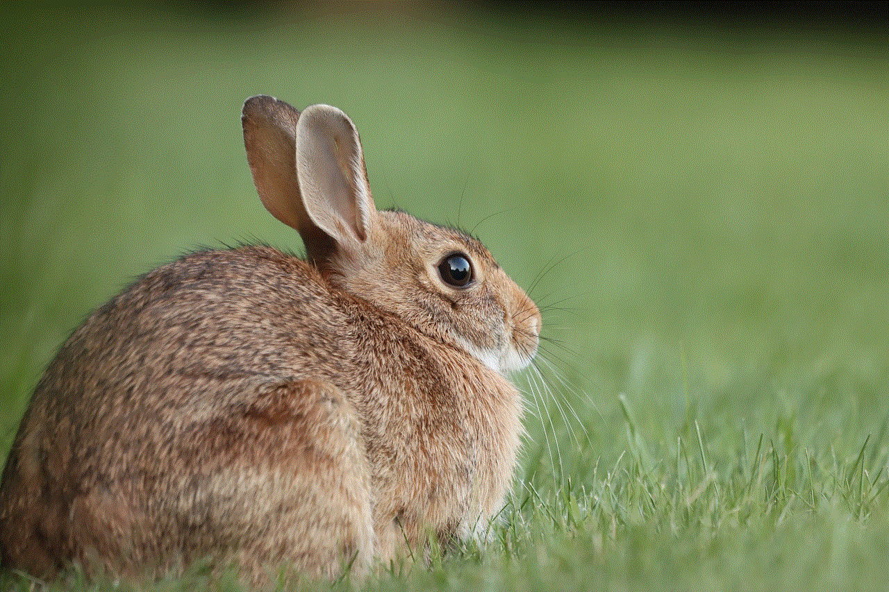 Cottontail Rabbit Wild Rabbit
