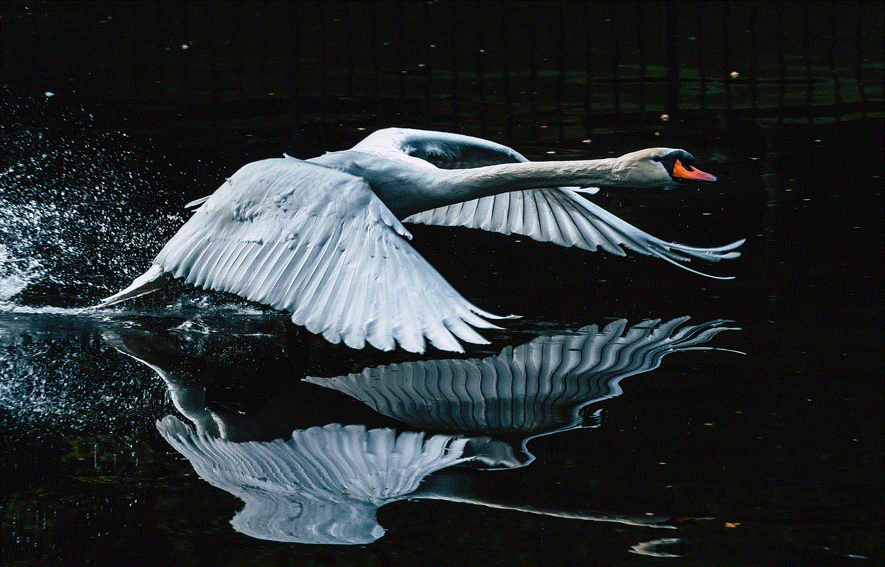 Swan Bird