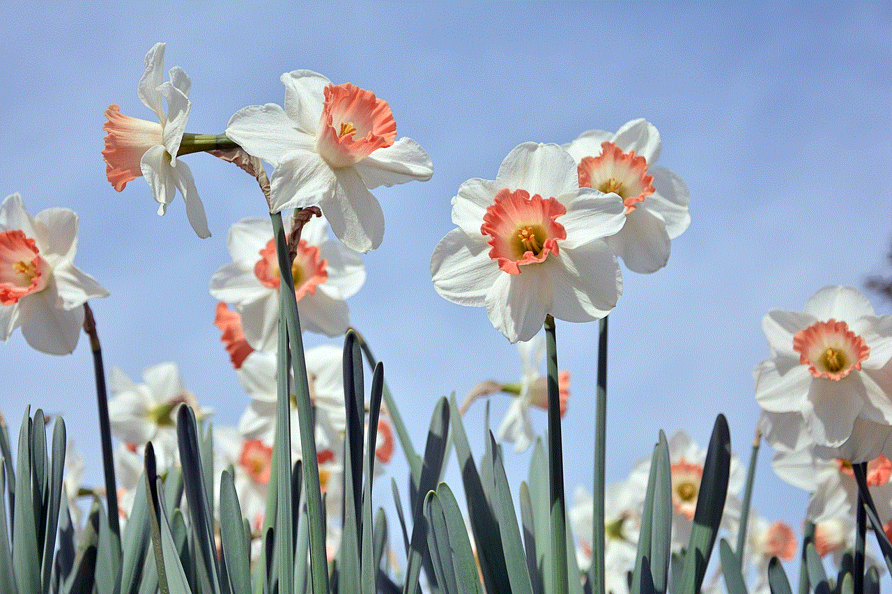 Flowers Daffodil