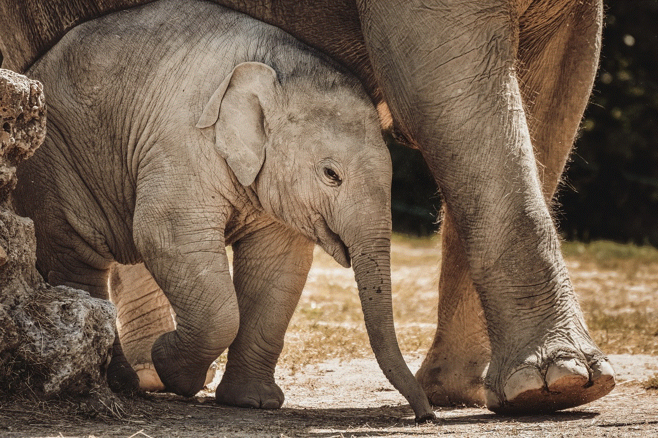 Elephant Baby Elephant
