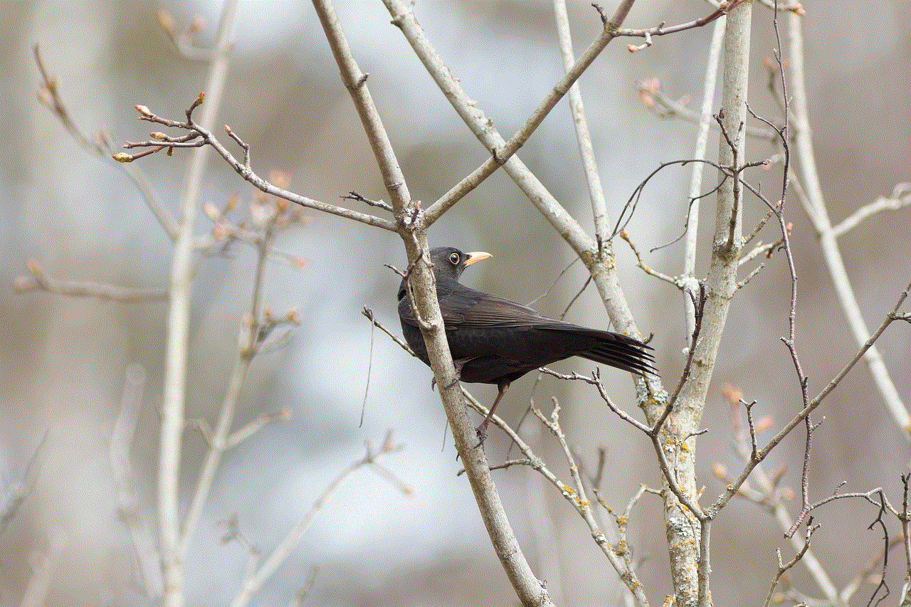Blackbird Bird