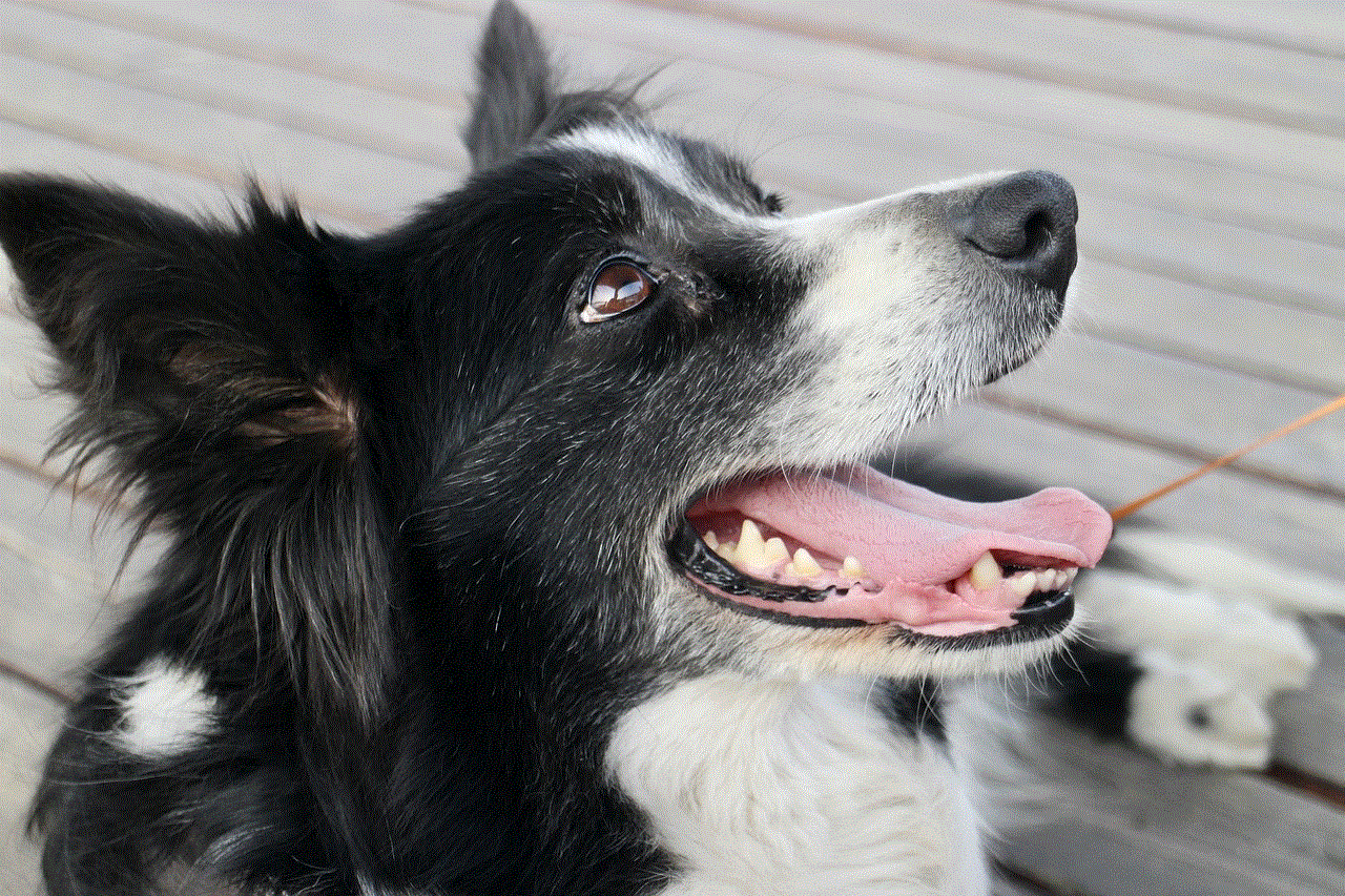 Dog Border Collie