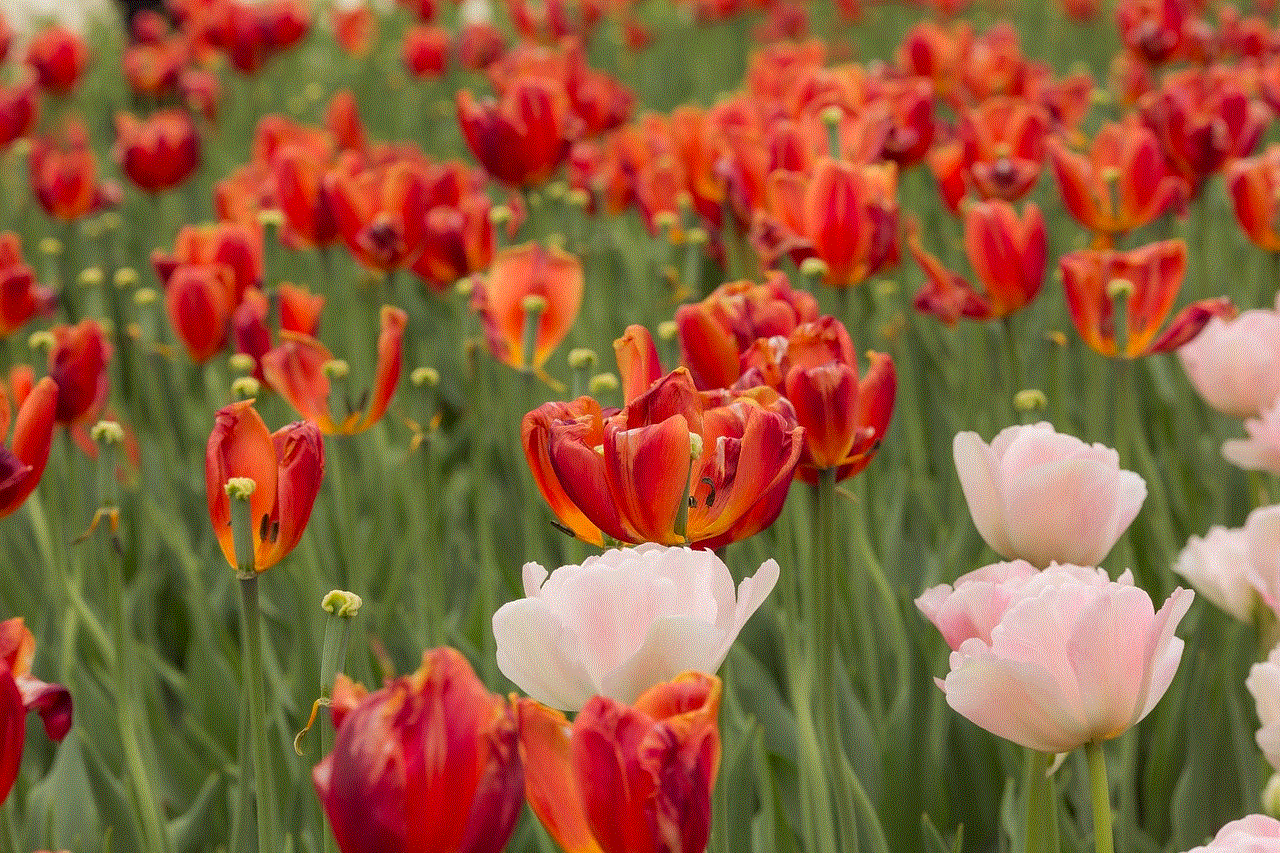 Tulips Flowers