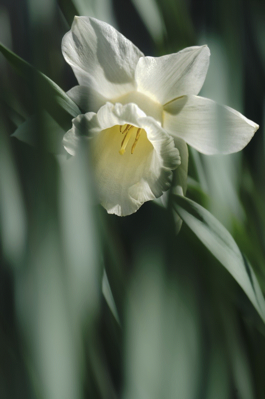 Daffodil Flower