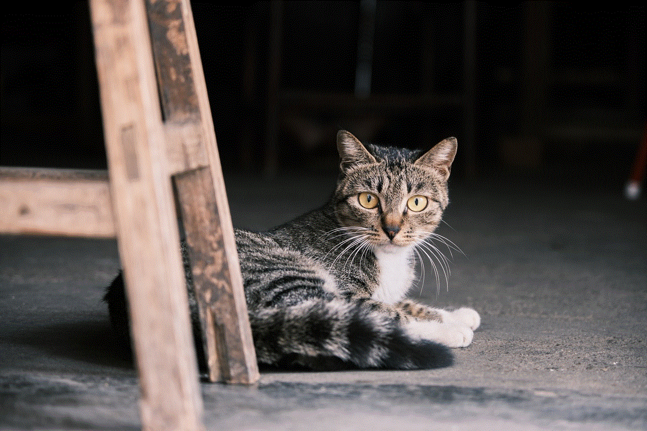 Animal Cat Animal Cat