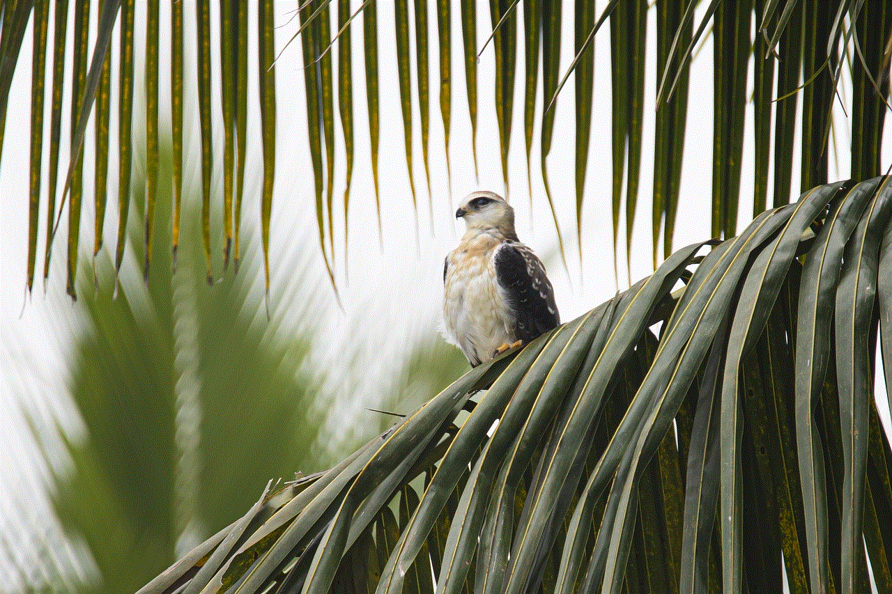 Black-Shouldered Kite Kite