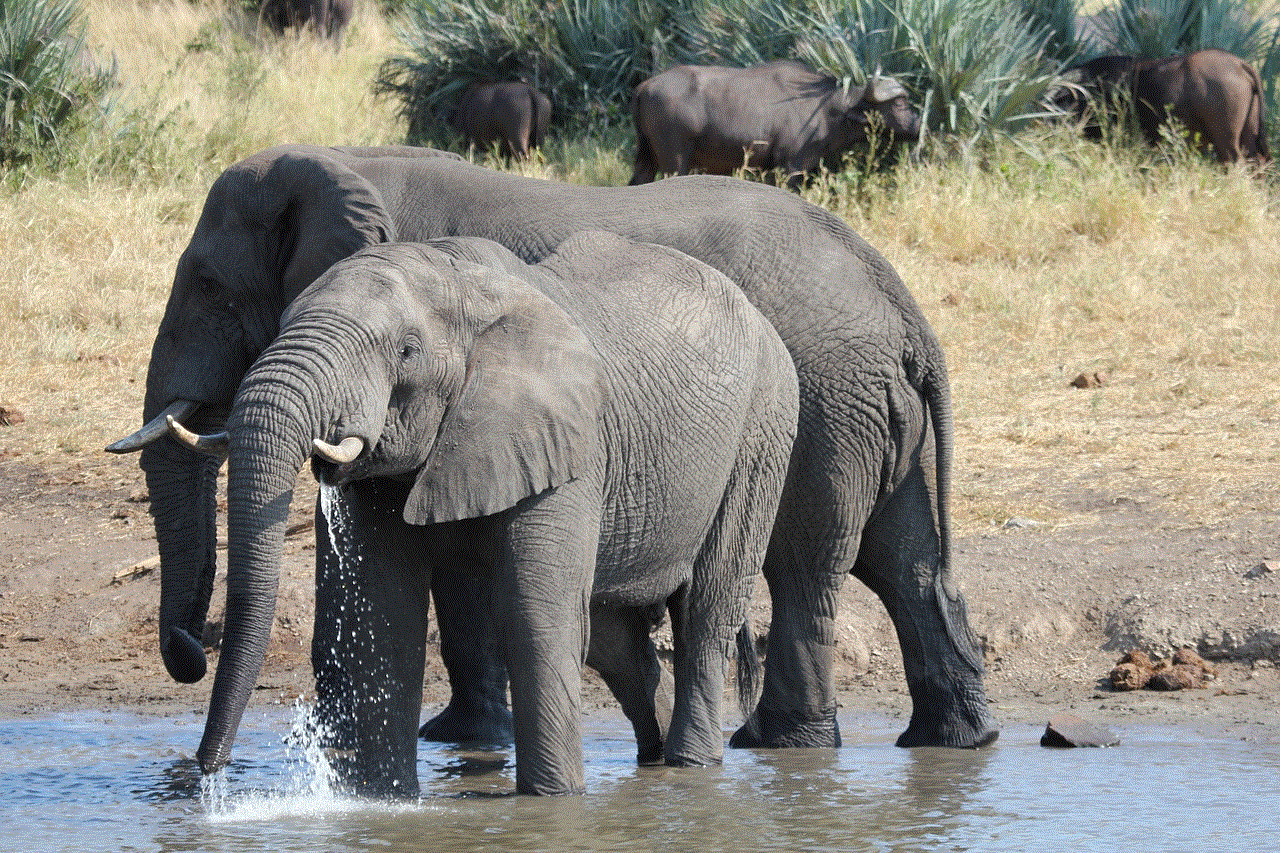 Elephants Africa