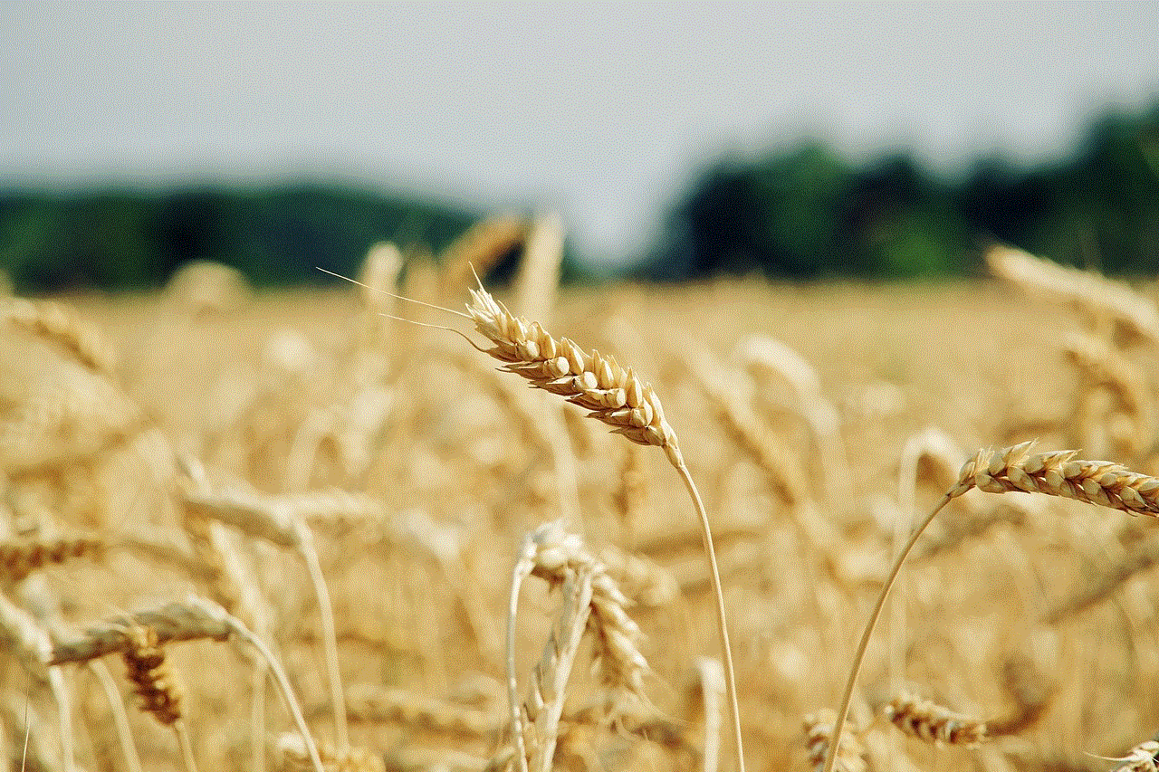 Wheat Cereal Grains