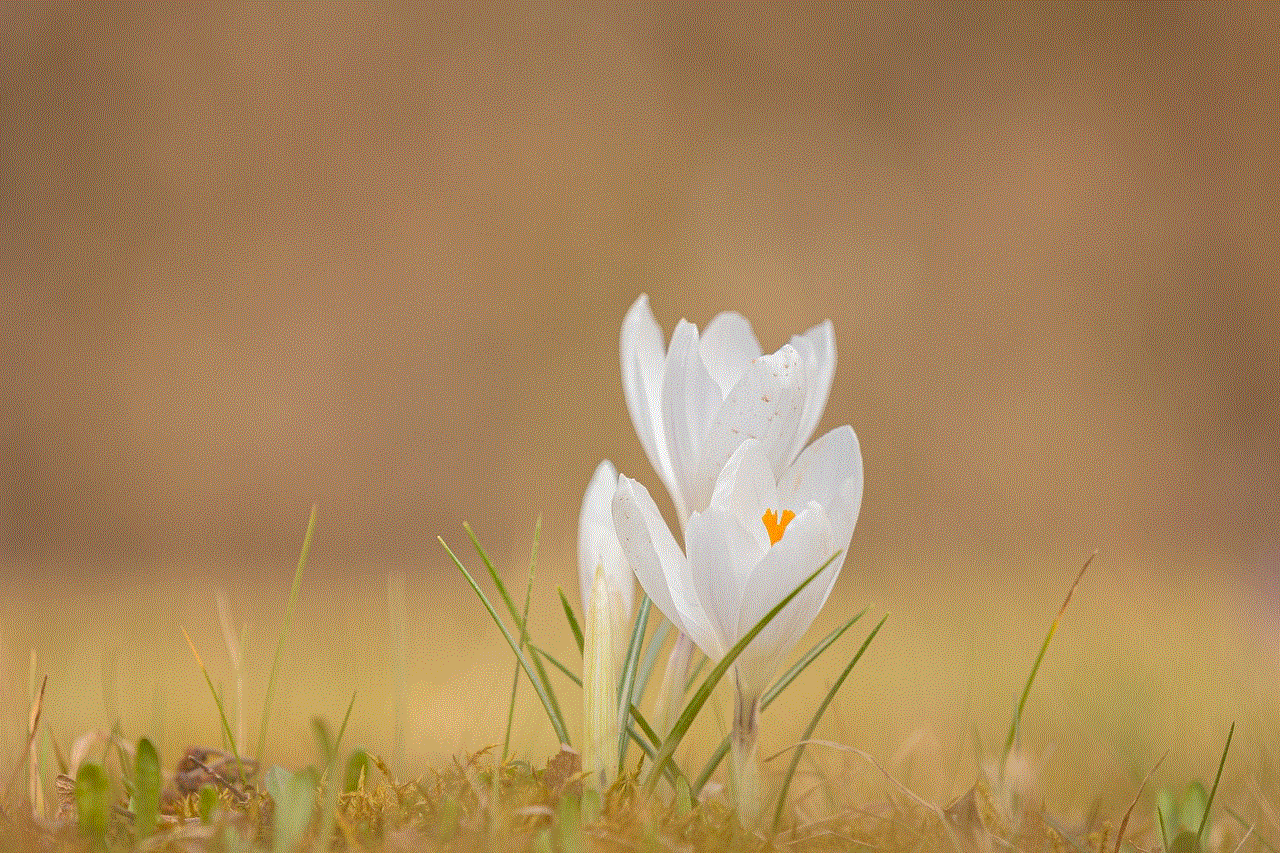 Crocus Flowers