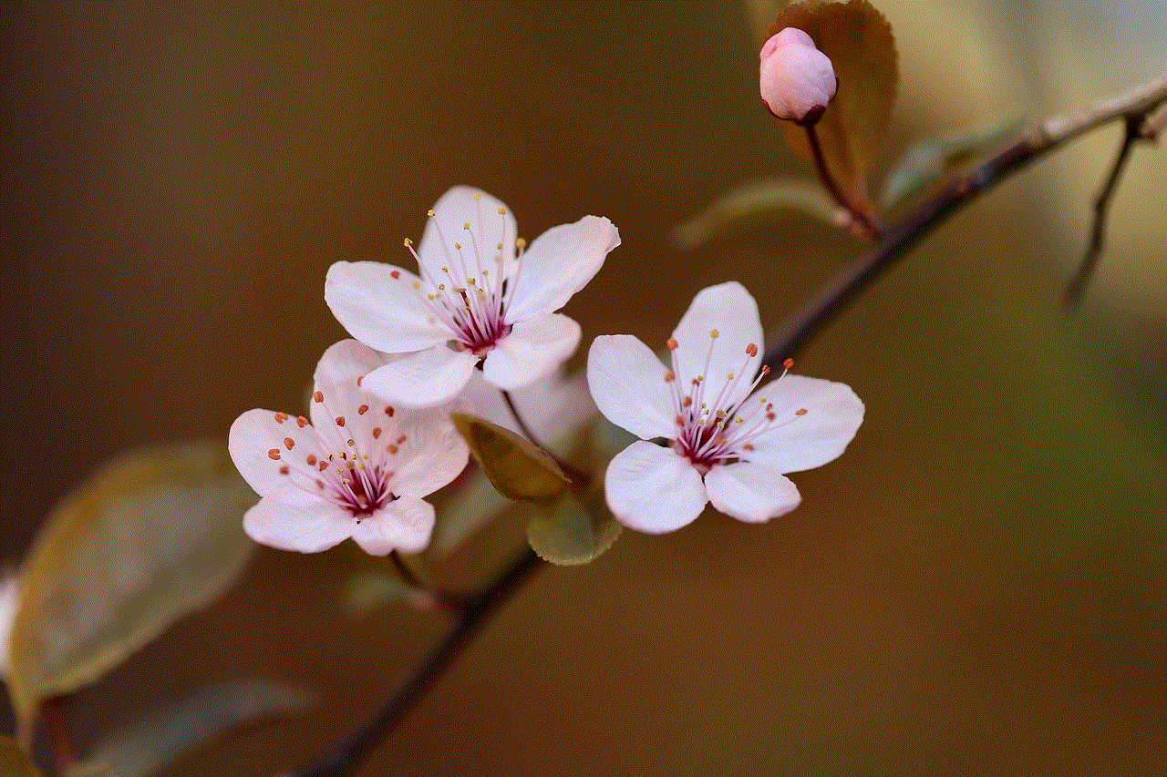 Ornamental Plum Plum Blossom Ornamental Plum Plum Blossom