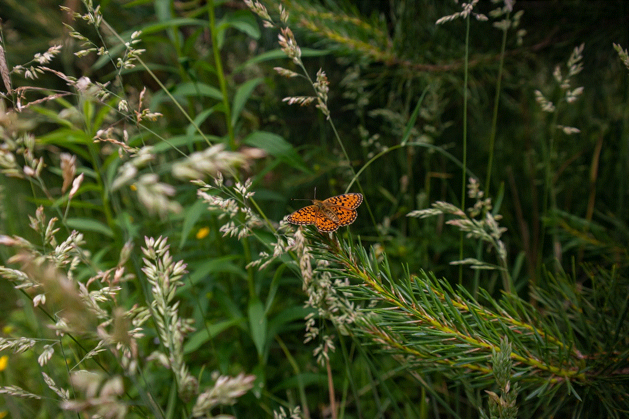 Butterfly Nature