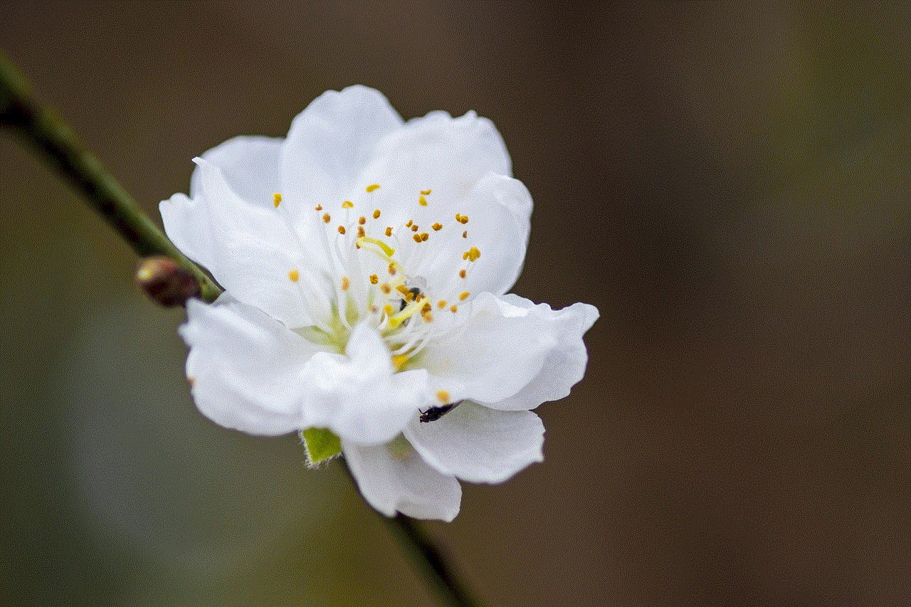 White Flower Flower Nature