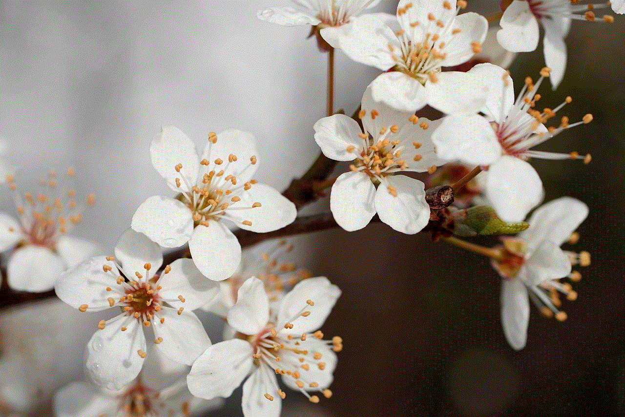Flowers Flower Background