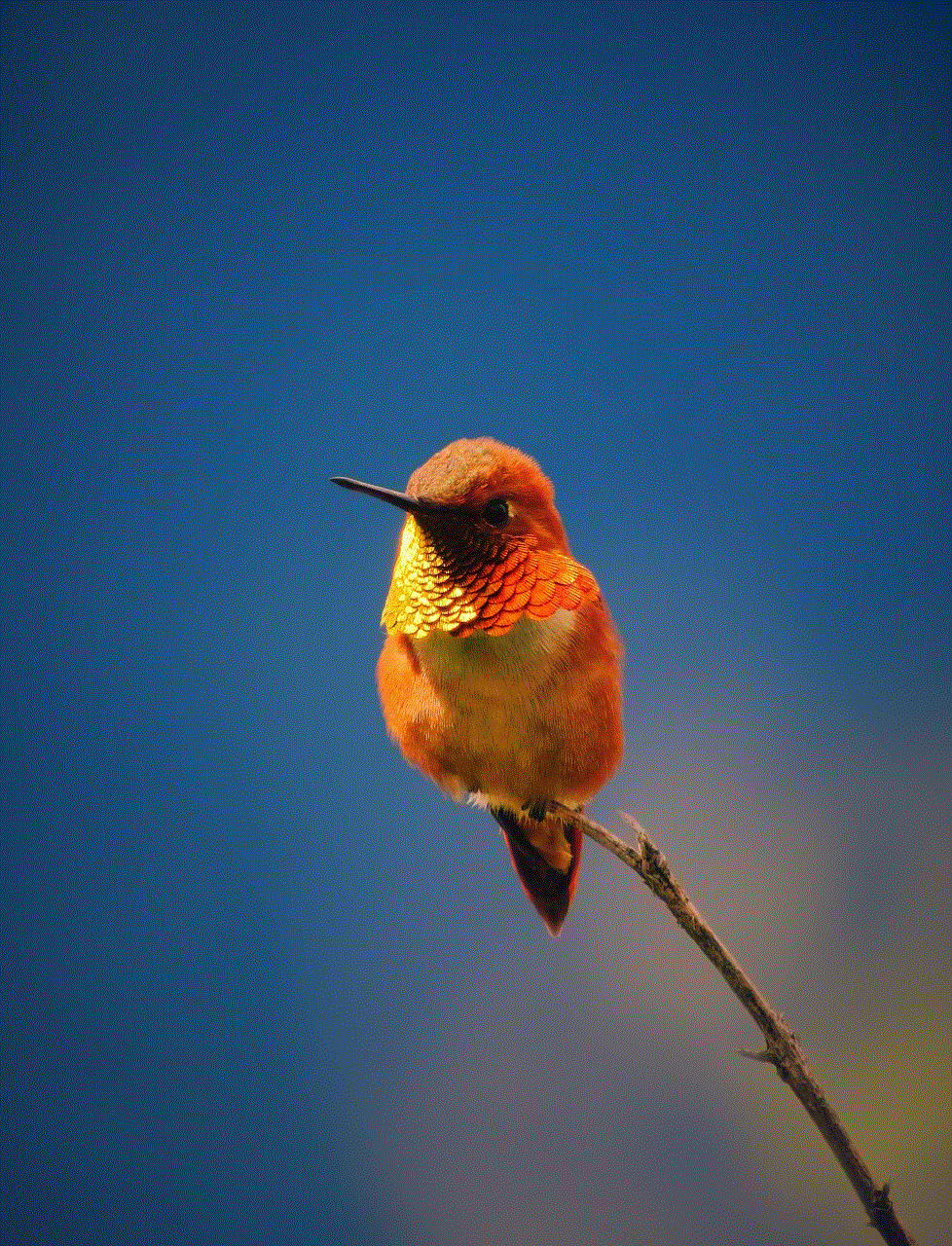 Hummingbird Rufous