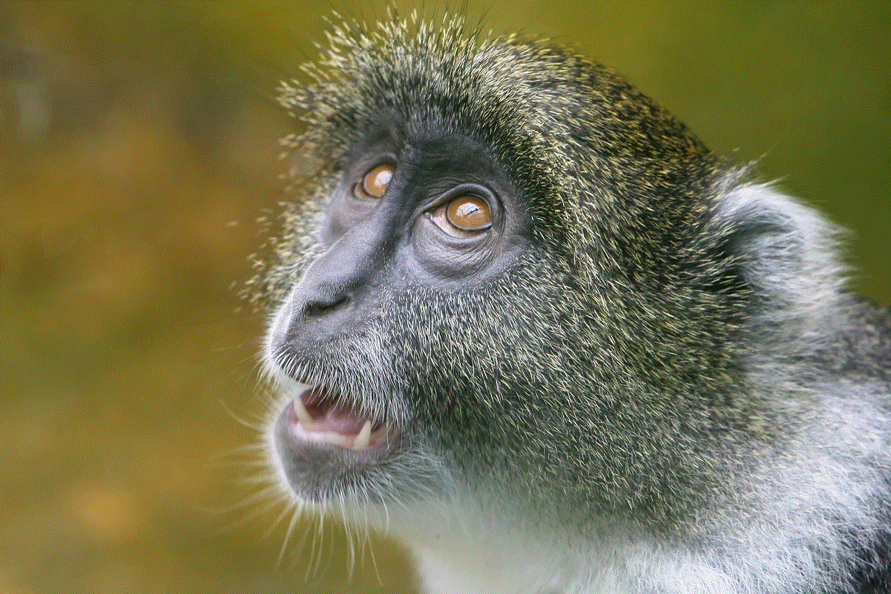 Animal Primate