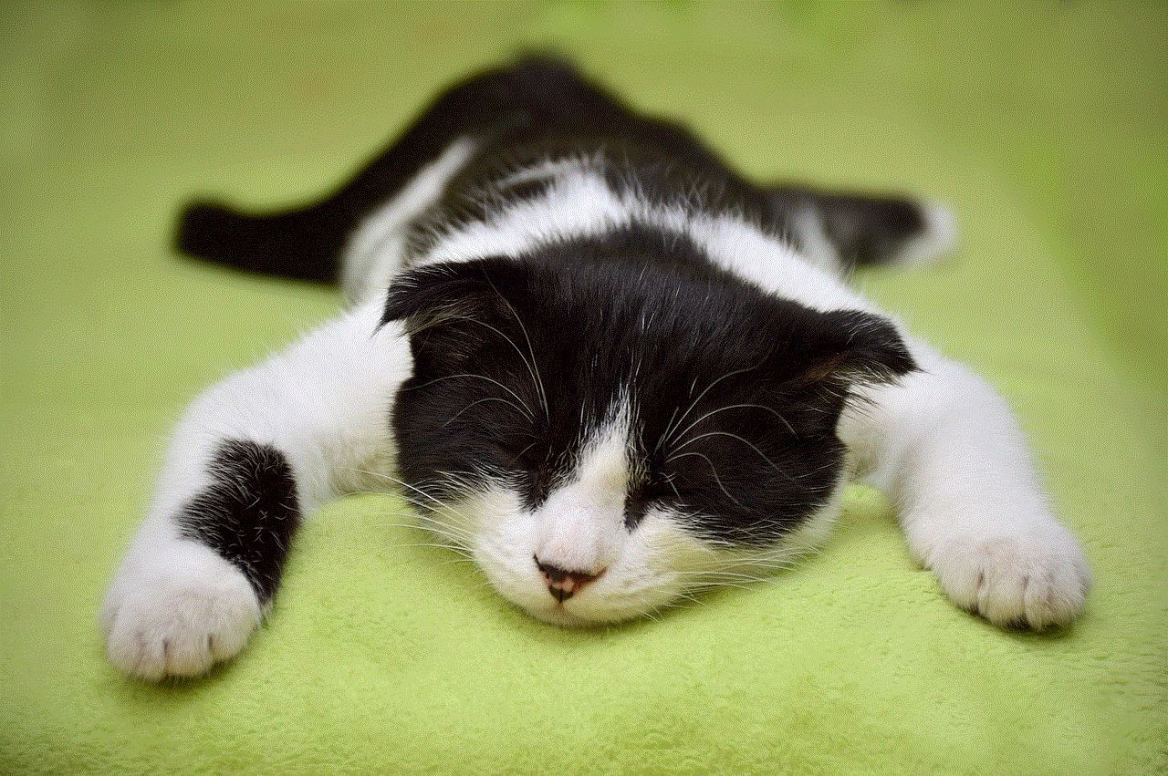 Cat Sleeping Cat