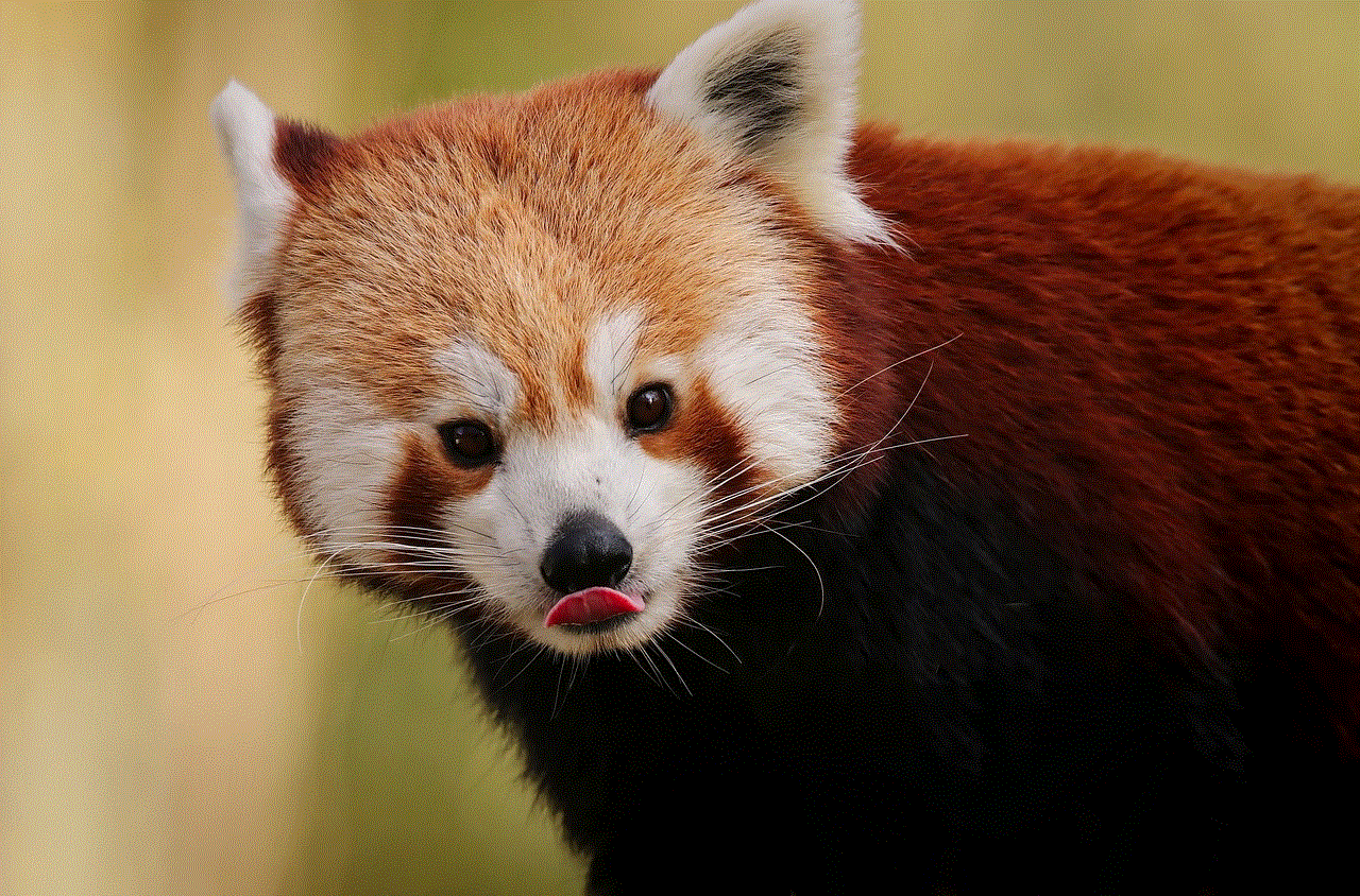 Panda Red Panda