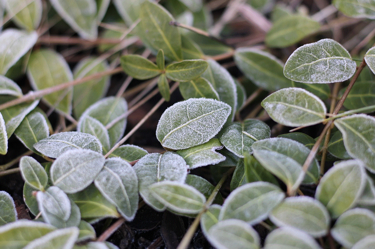 Leaves Macro