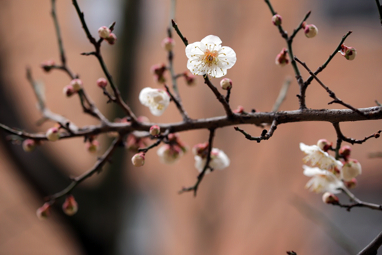 Plum Blossoms White Flowers