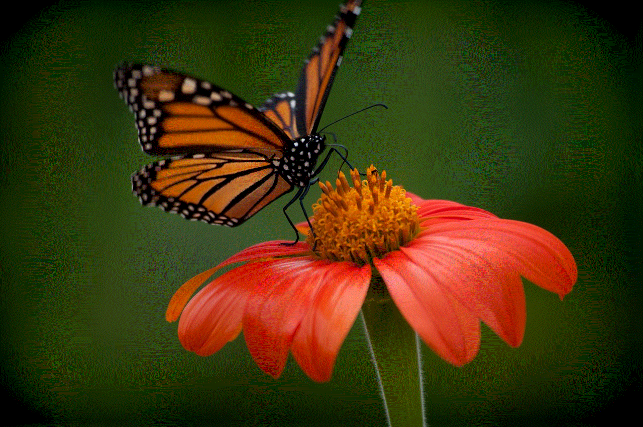 Butterfly Background Image
