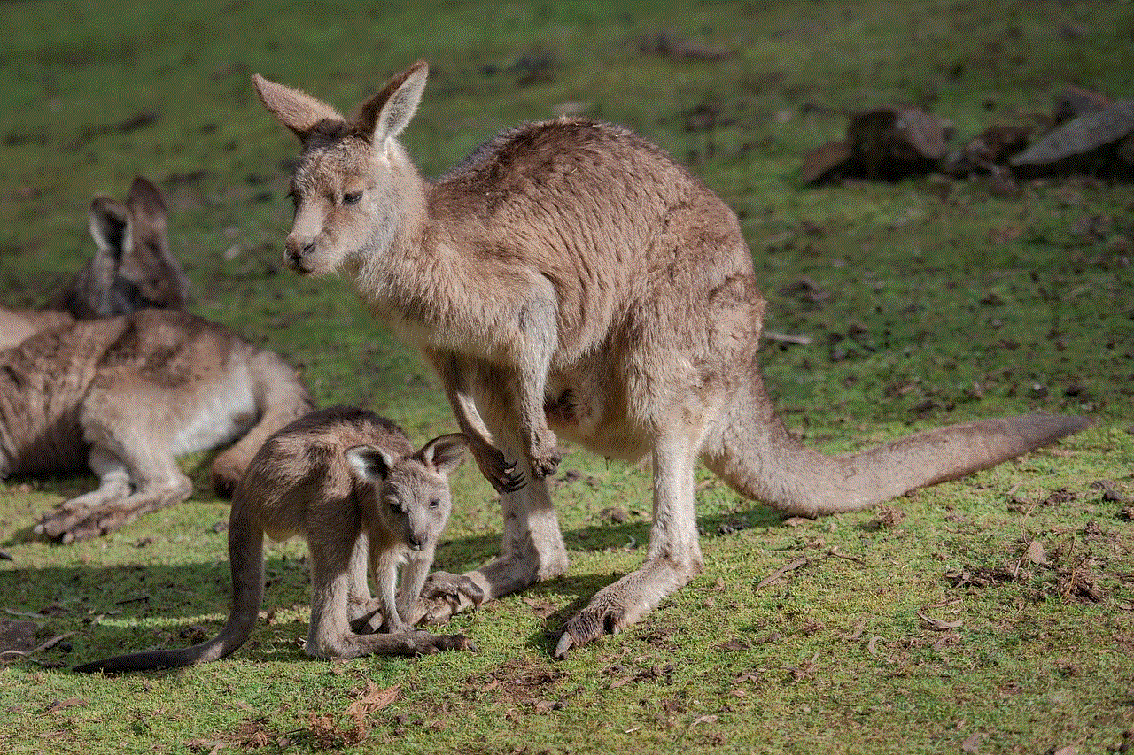 Kangaroo Joey