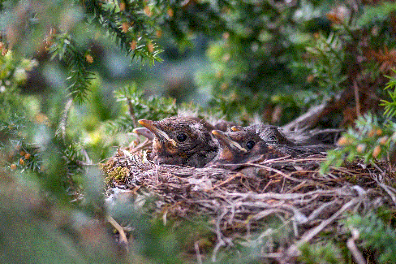 Bird Chick