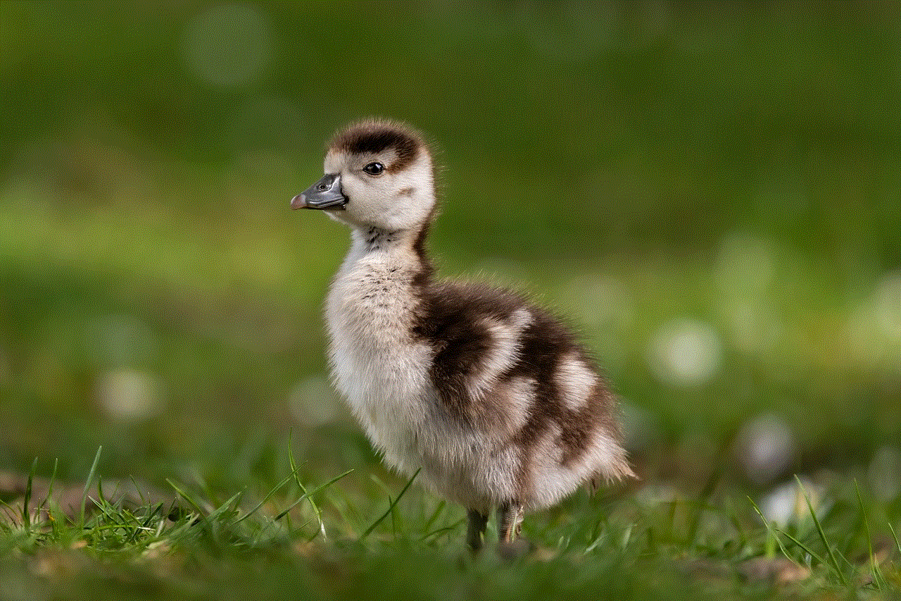 Gosling Goose