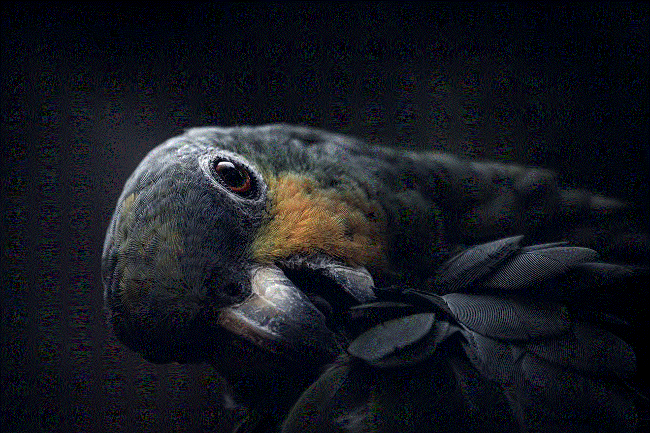 Bird Parrot Bird Parrot