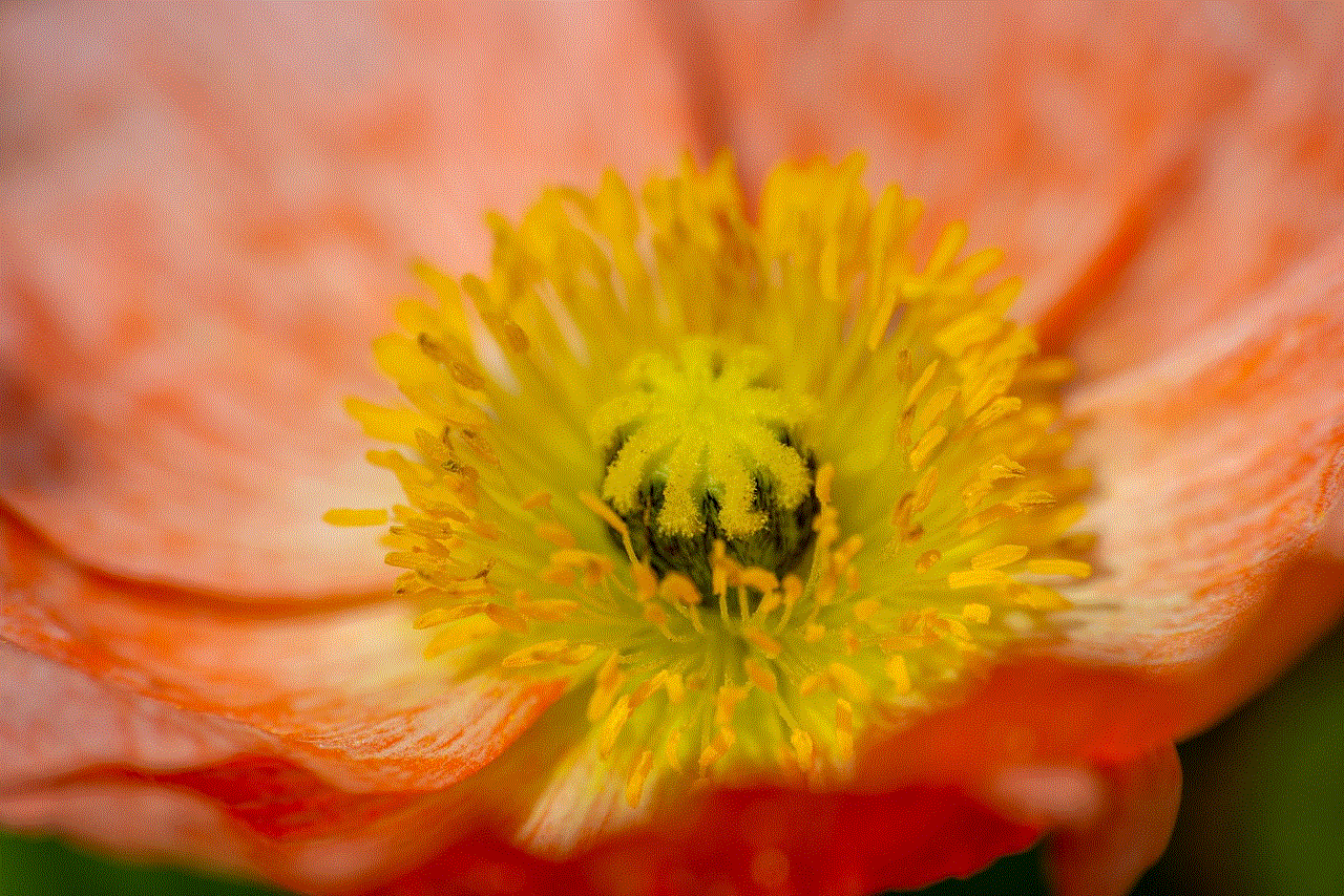 Common Poppy Flower