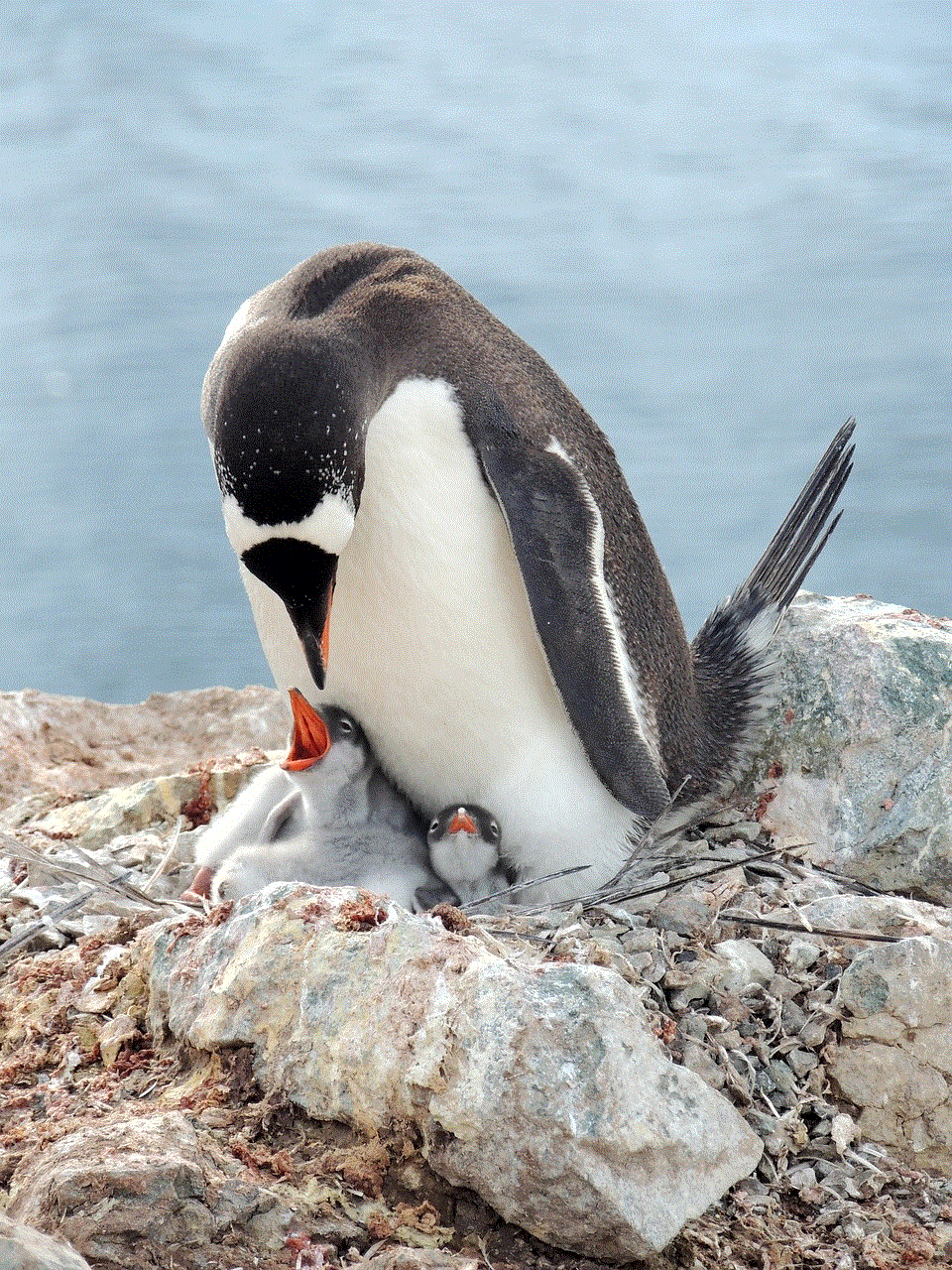 Gentoo Penguin Penguin