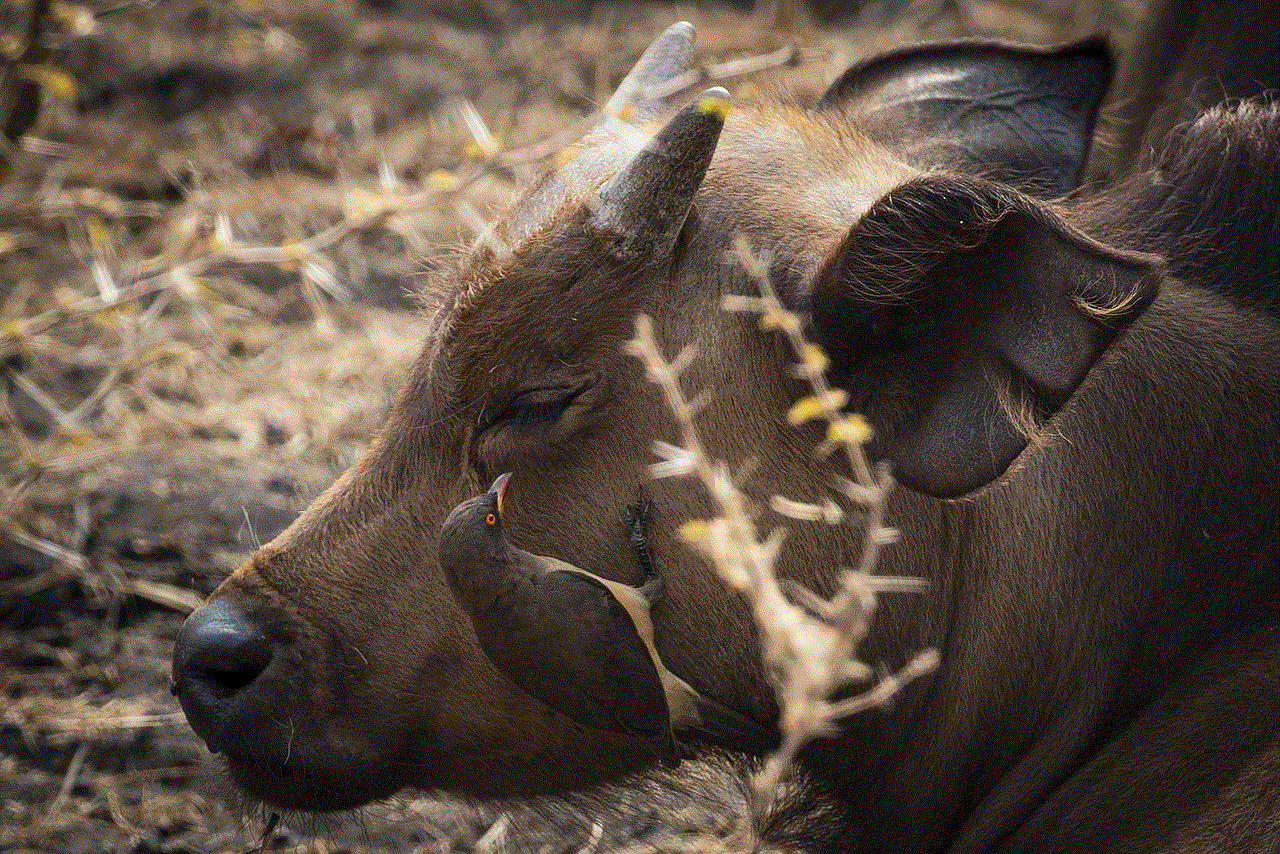 Wildlife Buffalo