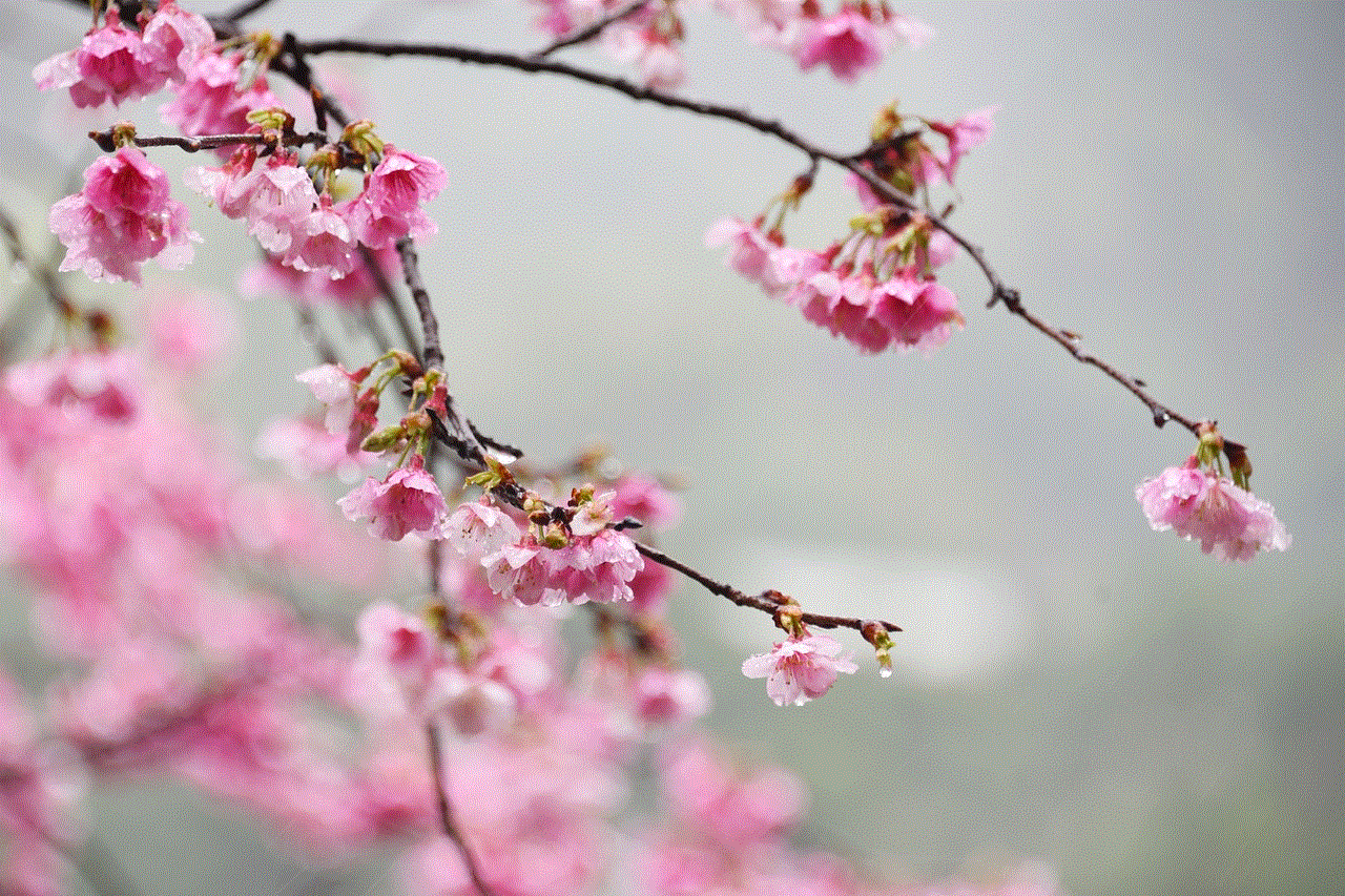 Flowers Sakura