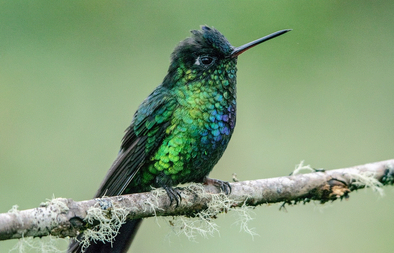 Bird Hummingbird