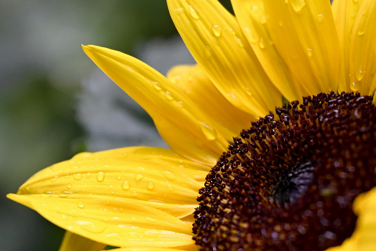 Flower Sunflower