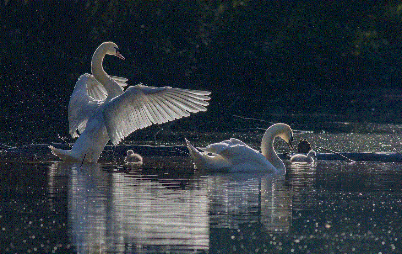Swans Birds Swans Birds